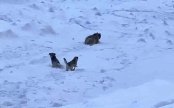 Karlı dağa tırmanan dağcıları, ayı saldırısından Kangal köpekleri kurtardı