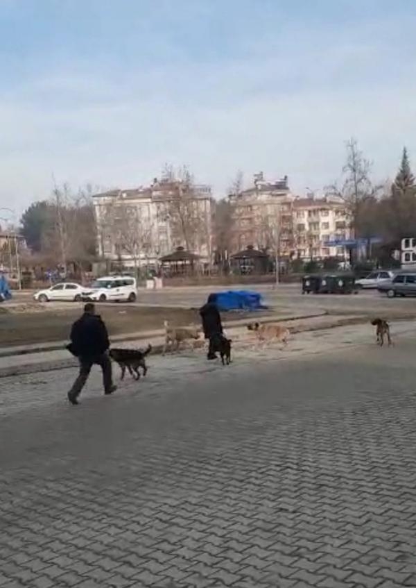 Sokak köpeklerinin kız öğrencinin etrafını sardığı anlar kamerada