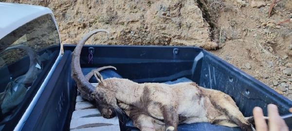 Tunceli’de avlanma cezası 250 bin TL olan yaban keçisi vuruldu; şüpheliler aranıyor 