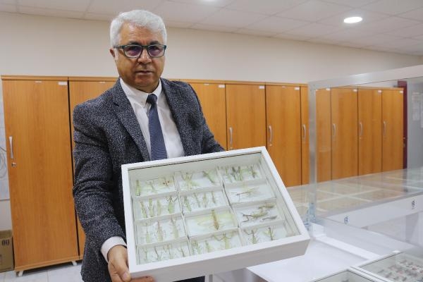 30 bin böceğin sergilendiği müzede 1200 tür teşhis edildi