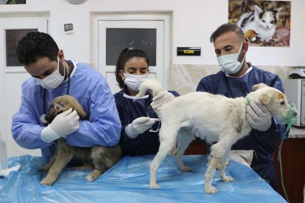 Enkazdan çıkarılan hayvanlar, Gaziantep'te tedaviye alınıyor