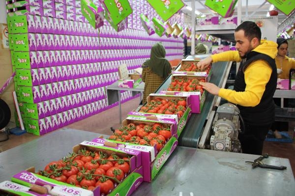 Antalya'da domates ihracatında hareketlilik başladı