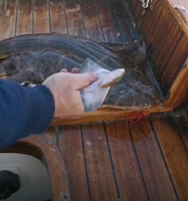 Oltaya takılan 'keler' cinsi köpek balığı, teknede doğum yaptı