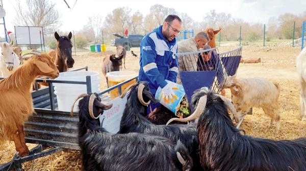 Depremzedelerden artakalan yiyecekler, Emekli Hayvanlar Çiftliği'ne gidiyor