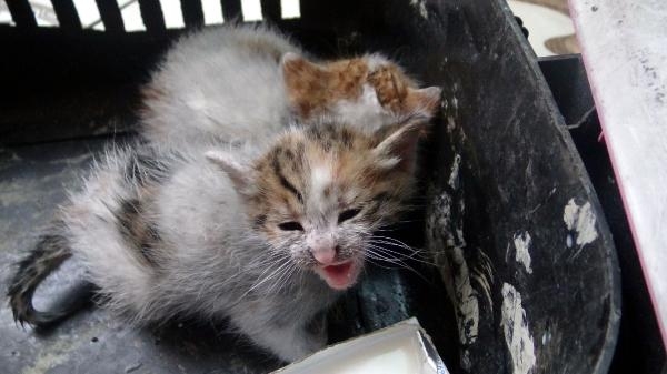 Avcılar’da yangın: 3 yavru kedi yanmaktan kurtarıldı