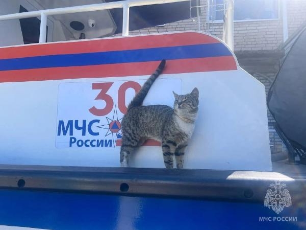 Rusya’da otomobil denetim merkezine gelen kediye ‘Müfettiş’ adı verildi