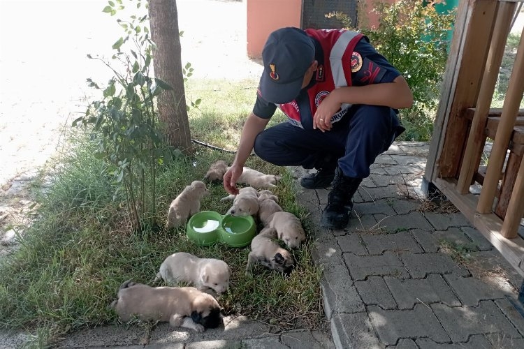 Bingöl'de anne ve yavru köpeklere Jandarma şefkati