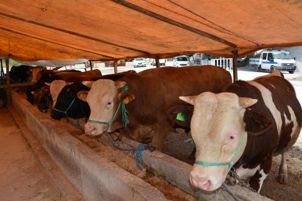 Şap hastalığı görülen Samsun'da hayvan pazarları kapatıldı