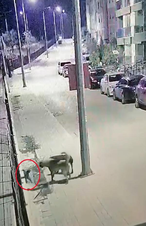 Antalya'da, başıboş 2 köpeğin kediyi boğduğu anlar kamerada