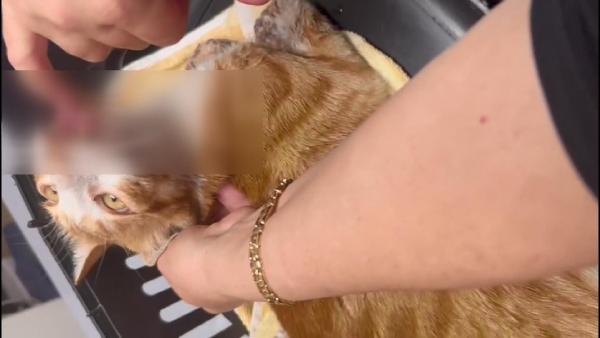 Esenyurt'ta çenesi kırılıp dili kesilen kedi öldü 