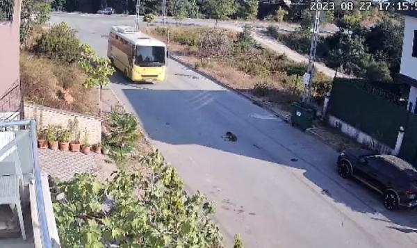 Tuzla'da İETT otobüsü yolda yatan köpeği ezdi, şoför kaçtı