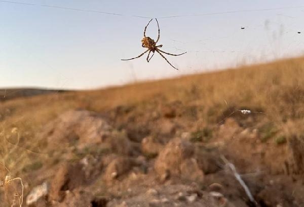 Dünyanın en zehirli örümceklerinden 'argiope lobata', Kırşehir'de görüldü