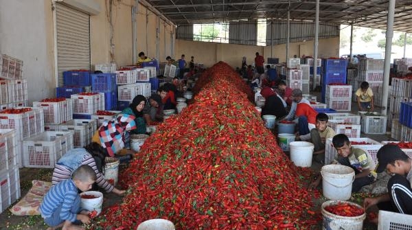 Gaziantep’te 5 bin tarım işçisi, biber temizleyerek geçimini sağlıyor